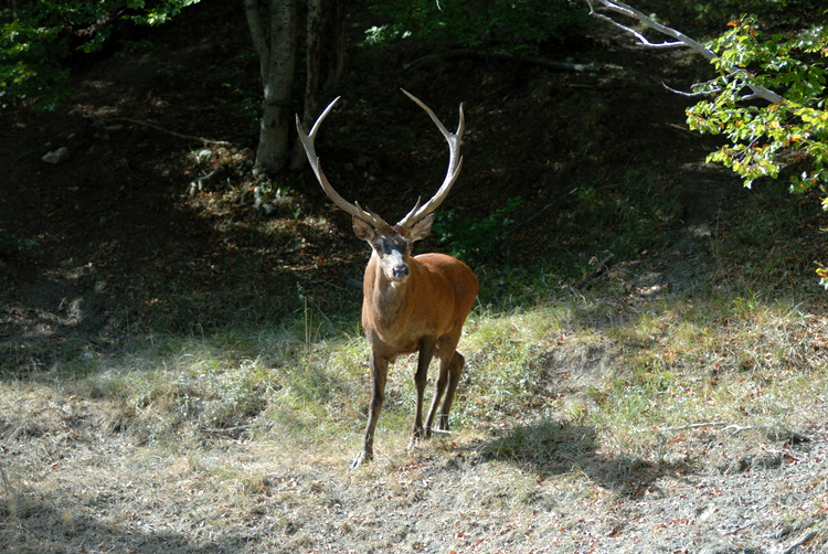 PASSIONE PER IL CERVO